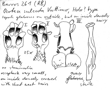 Vorschaubild Ocotea sulcata Vattimo-Gil